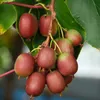 Kiwi Weiki weiblich, kräftig wachsende Kletterpflanze, 1L Produktbild-Vorschau 2