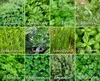 Kräuter-Set (12 Sorten) | Kräutersamen von FLORTUS Produktbild-Vorschau 7