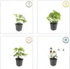 Plante couvre-sol - Géranium - Geranium nodosum - Pot de 9 Voir les images du produit 3