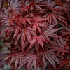 Klon japoński - Acer palmatum 'Atropurpureum' - Wysokość Podgląd zdjęcia produktu 4