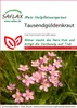 SAFLAX  - Centaurea minore - 250 semi - Centaurium Anteprima dell’immagine prodotto 5