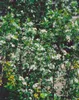 Aronia melanocarpa 'Hugin', Schwarze Apfelbeere, 40–60 cm, Produktbild-Vorschau 2