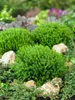Hebe 'Green Globe', Strauchveronika, kompakt, 10–15 cm Produktbild-Vorschau 5
