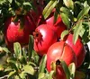Punica granatum 'Acco', granátové jablko, 2 l kvetináč Náhľad obrázku produktu 4