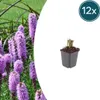 Liatris spicata – 12 Pflanzen – Ø9cm – Höhe 10-25cm – Produktbild-Vorschau 3