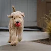 J.W. JW43111 HOL-ee Roller, speelgoed voor honden, maat M Productafbeelding-voorbeeld 7