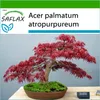 SAFLAX - Červený vejár javor - Acer palmatum atropurpureum Náhľad obrázku produktu 6