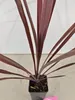 Sada 3 cordylin – Cordyline australis 'Lime Passion'®, Náhled obrázku produktu 7