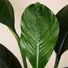 1x Spathiphyllum Sensation P24 H120 Produktbild-Vorschau 5