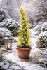 Jaśmin zimowy 60–70 cm (Jasminum nudiflorum) – odporna na Podgląd zdjęcia produktu 5