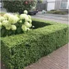 Plants by Frank | Stechpalmen Hecke | Ilex Crenata 'Jenny' Produktbild-Vorschau 2