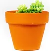 Gardners Sedum Burrito, priemer 6 cm Náhľad obrázku produktu 1