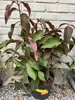 Hydrangea aspera 'Hot Chocolate' - Hortensien 25 - 30 cm Produktbild-Vorschau 1