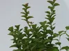 Spiraea 'Densiflora', ook wel bekend als muskusroos, in een Productafbeelding-voorbeeld 3