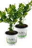 Enseleits 2er Set Kaffir Limette - Kaffernlimette Produktbild-Vorschau 1