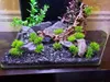 Rocce per acquario, pietre per acquario, ardesia nera Anteprima dell’immagine prodotto 9