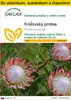 SAFLAX Kultivačný set - kráľovský protea - Protea Náhľad obrázku produktu 1