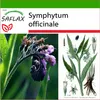 SAFLAX - kostihoj - Symphytum officinale - 15 Semená - S Náhľad obrázku produktu 10