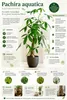 Pachira aquatica 100–120 cm – kasztan szczęścia, roślina Podgląd zdjęcia produktu 2