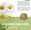 Gänseblümchen Samen (Bellis perennis) - Zarte Blumen mit Produktbild-Vorschau 2