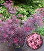 A potted plant with purple foliage and pink flowers, with a close-up inset of the flowers. Produktbild-Vorschau