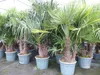 Trachycarpus Fortunei Gruppe mehrstämmig Palme, winterhart Produktbild-Vorschau 4