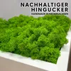 INMO Moosbild I Wandbild Mooswand mit echtem Moos (35x35) I Produktbild-Vorschau 5