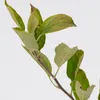 Malus domestica 'Sweet Summer'® spezieller Apfelbaum - Höhe Produktbild-Vorschau 2