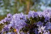Zwerg-Rhododendron 25-30 cm, im Topf - Rhododendron Produktbild-Vorschau 3
