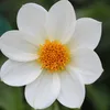 Blumenzwiebelmischung - 125 Stk - Anemone, Allium. Produktbild-Vorschau 2