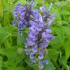 6 x Kotowka (Nepeta nervosa) | Doniczka 9x9 cm Podgląd zdjęcia produktu 2