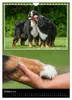 Berner Sennenhund 2027 (Wandkalender 2027 DIN A4 hoch), Produktbild-Vorschau 8