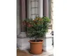 A potted citrus tree with orange fruits sits on a stone patio in front of a building with large columns. Produktbild-Vorschau
