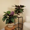 Bloomique - Calathea Medallion - Roślina pawia - Rośliny Podgląd zdjęcia produktu 2