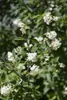 Ligustrum ovalifolium, Ovalblättriger Liguster, 50–80 cm Produktbild-Vorschau 3