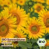 Samenliebe  Sonnenblume Samen | XL Sonnenblume - gelb & Produktbild-Vorschau 4