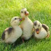 Dekofigur Gartenfigur Entenküken Produktbild-Vorschau 1