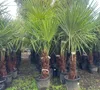 XXL Palme winterhart Lieferhöhe ca.: 140 - 160 cm Produktbild-Vorschau 4