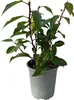Prunus lusitanica Angustifolia - Švestka čičorka - Náhled obrázku produktu 1