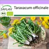 SAFLAX - BIO - púpava - Taraxacum officinale - 400 Semená Náhľad obrázku produktu 10