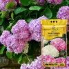 Hortensien-Erde 20 l - Hochwertig - Nährstoffreich - Für Produktbild-Vorschau 3