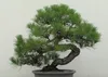 SAFLAX Dárková sada - Japonská černá borovice - Pinus Náhled obrázku produktu 4