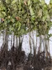 1x Rotbuche Fagus sylvatica 60-100 cm wurzelnackt Produktbild-Vorschau 2