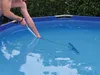 Avenli CleanPlus spazzola per piscina 25 cm Anteprima dell’immagine prodotto 2