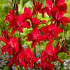 Bulbes de gladiole - 50 bulbes de fleurs - Mélange "Nanus" Voir les images du produit 4