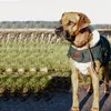 Kentucky Dogwear Hundemantel 160g Produktbild-Vorschau 6