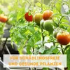 Florfliegenlarven gegen Blattläuse, Spinnmilben, Thripse & Produktbild-Vorschau 7