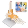 Anatomický model kostry v měřítku 1:1 v životní velikosti Náhled obrázku produktu 2