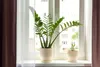 Bloomique - Zamioculcas Zamiifolia - Palma doniczkowa - Podgląd zdjęcia produktu 2