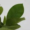 Plumeria czerwona Frangipani + pokarm roślinny - Wysokość Podgląd zdjęcia produktu 3